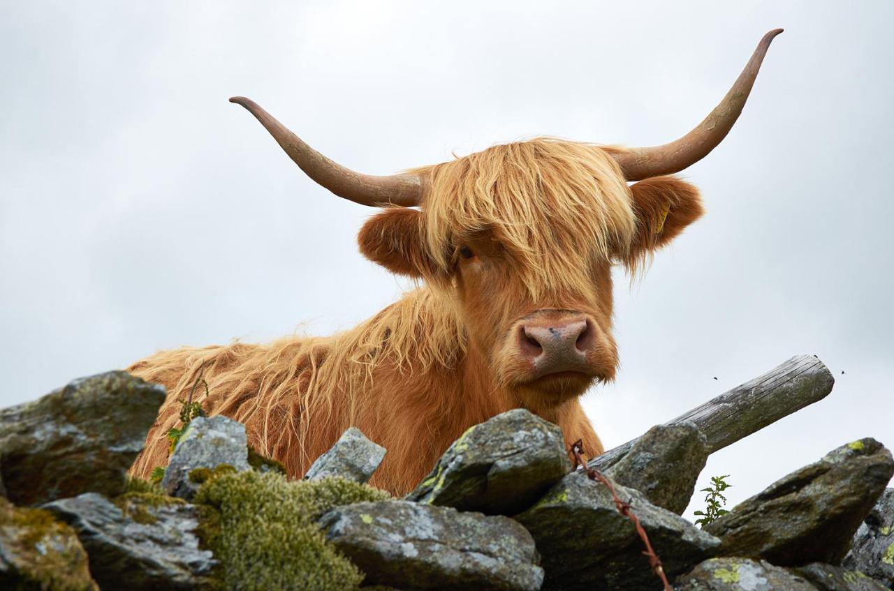 Canny Brow Barn Kendal Esterno foto